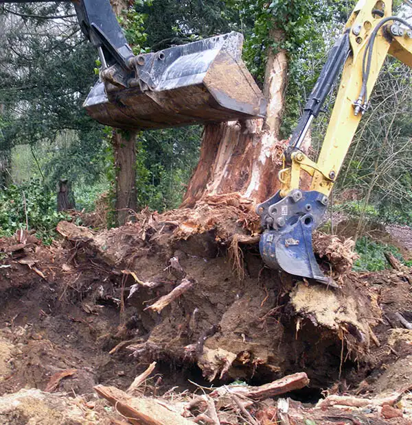 dessouchage-arbre-et-haie-77